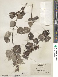 Populus tremuloides image