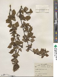 Populus tremuloides image