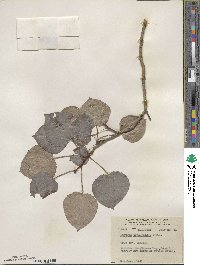 Populus tremuloides image