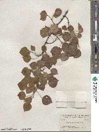 Populus tremuloides image