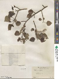 Populus tremuloides image