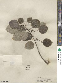 Populus tremuloides image