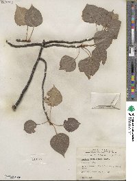 Populus tremuloides image