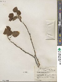 Populus tremuloides image