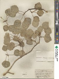 Populus tremuloides image