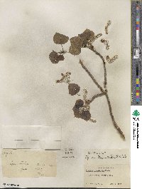 Populus tremuloides image