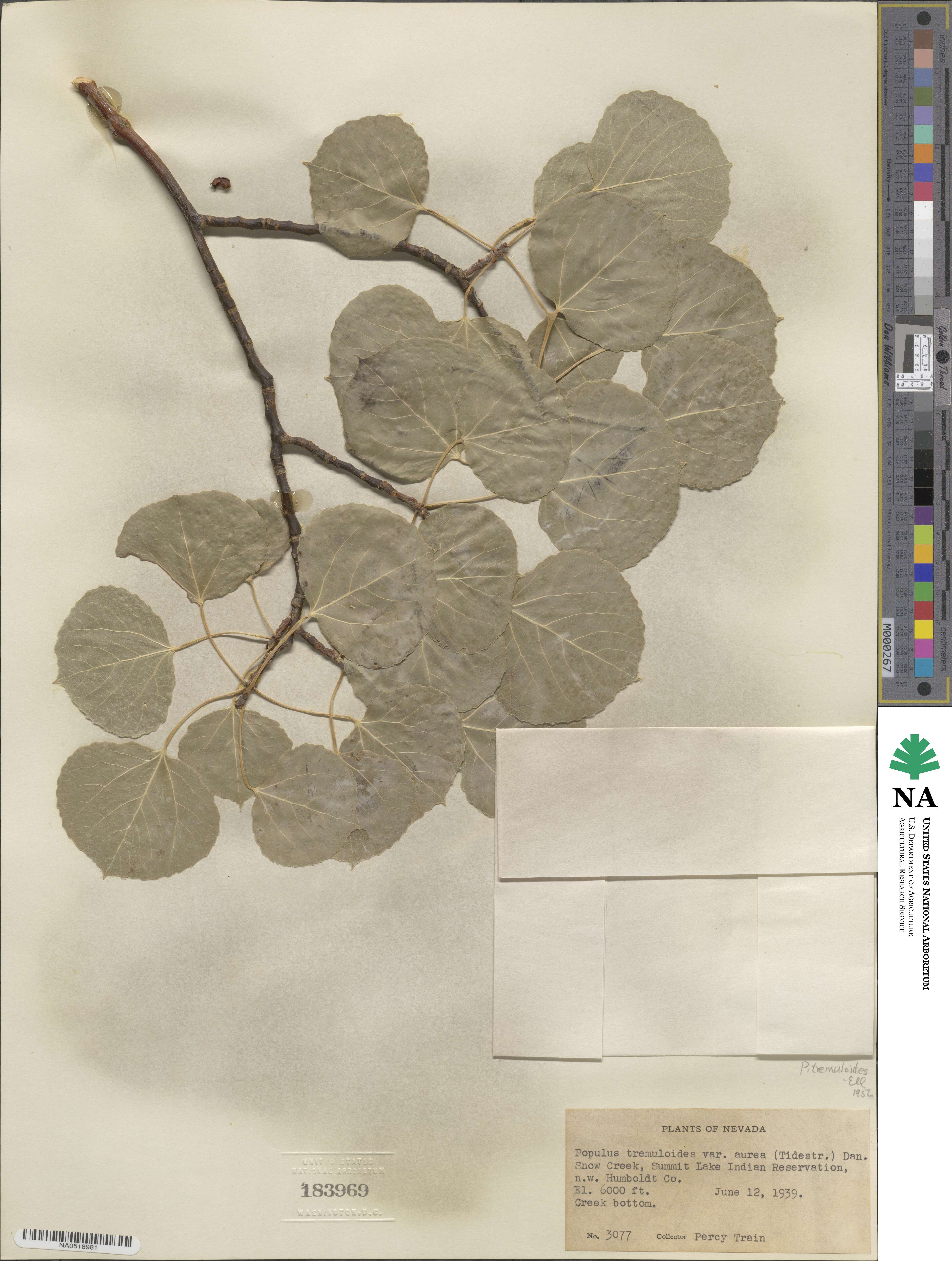 Populus tremuloides image