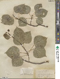 Populus tremuloides image