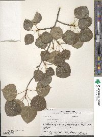 Populus tremuloides image