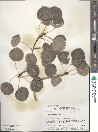 Populus tremuloides image