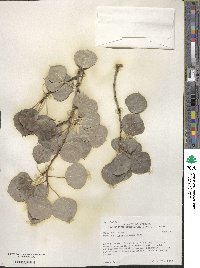 Populus tremuloides image