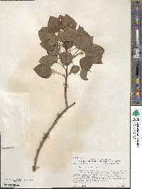 Populus tremuloides image