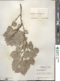 Populus tremuloides image