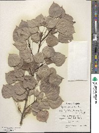 Populus tremuloides image