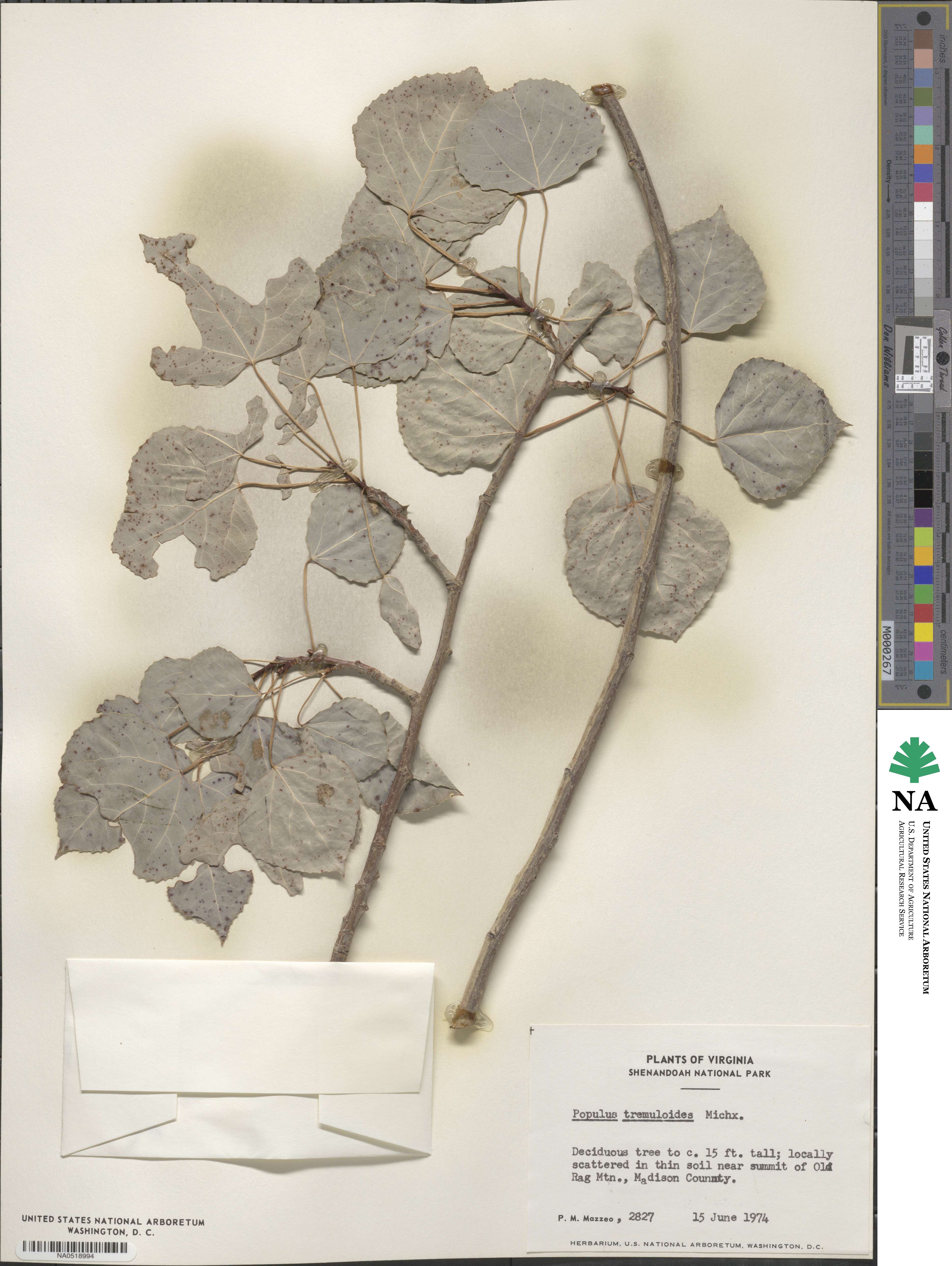 Populus tremuloides image