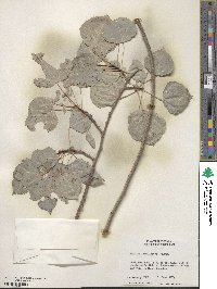 Populus tremuloides image