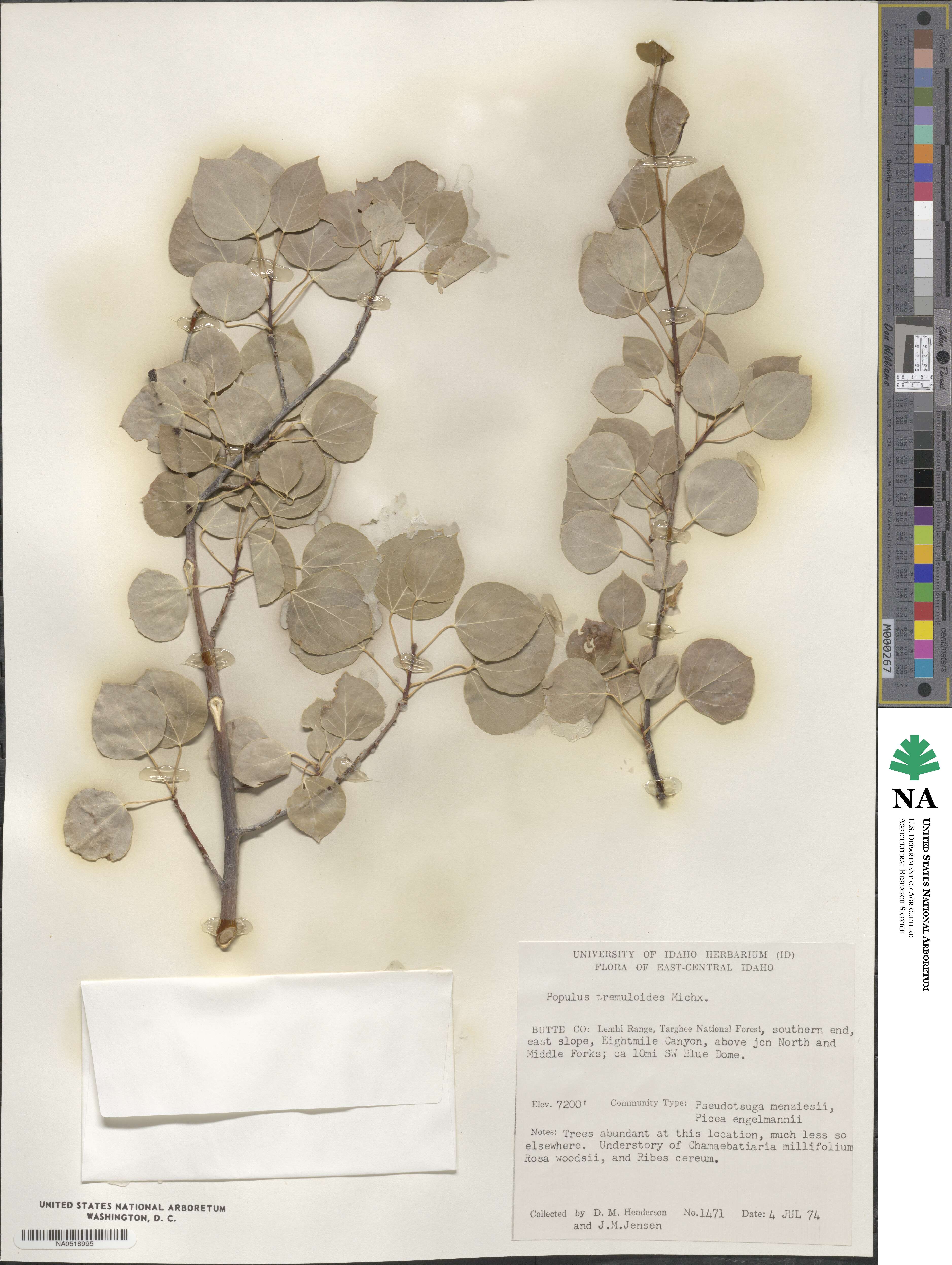 Populus tremuloides image