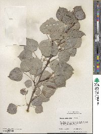 Populus tremuloides image