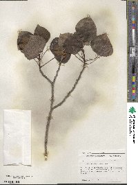 Populus tremuloides image