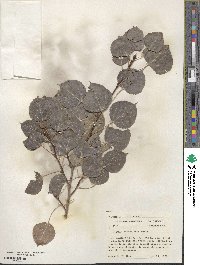 Populus tremuloides image