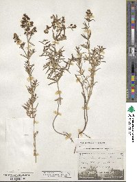 Galium boreale image