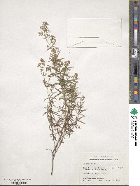 Galium boreale image