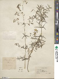 Galium boreale image