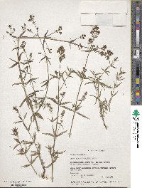 Galium boreale image