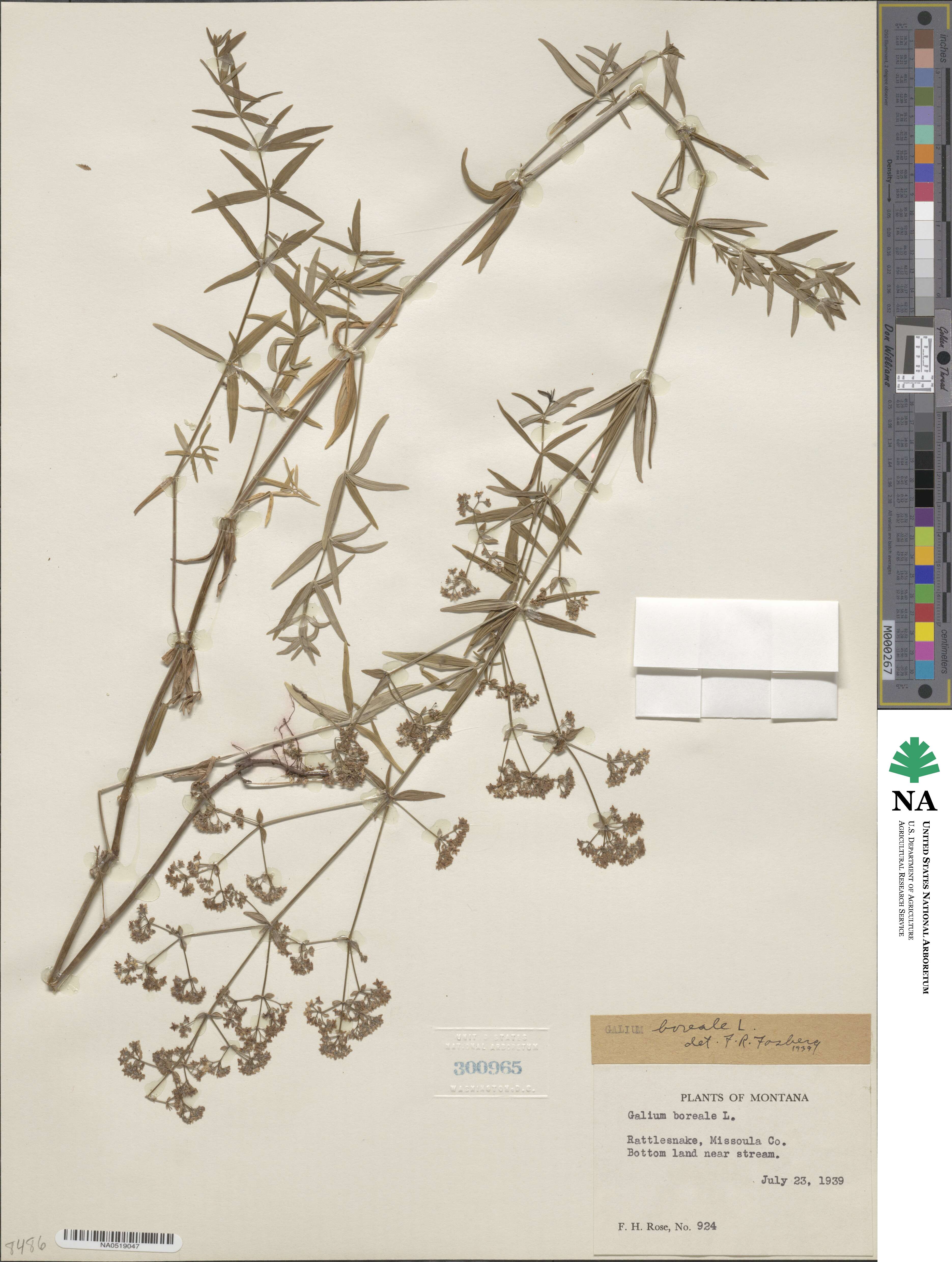 Galium boreale image