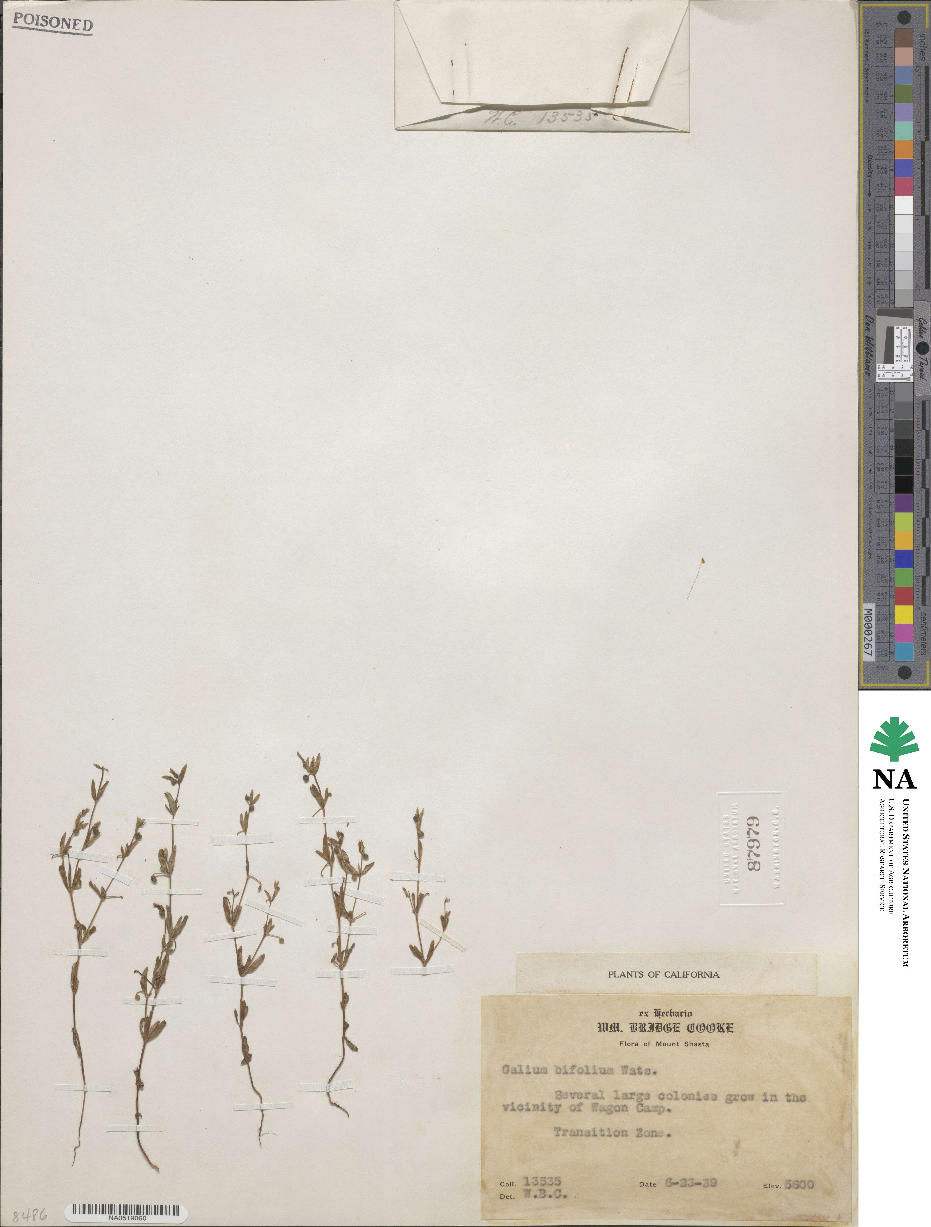 Galium bifolium image