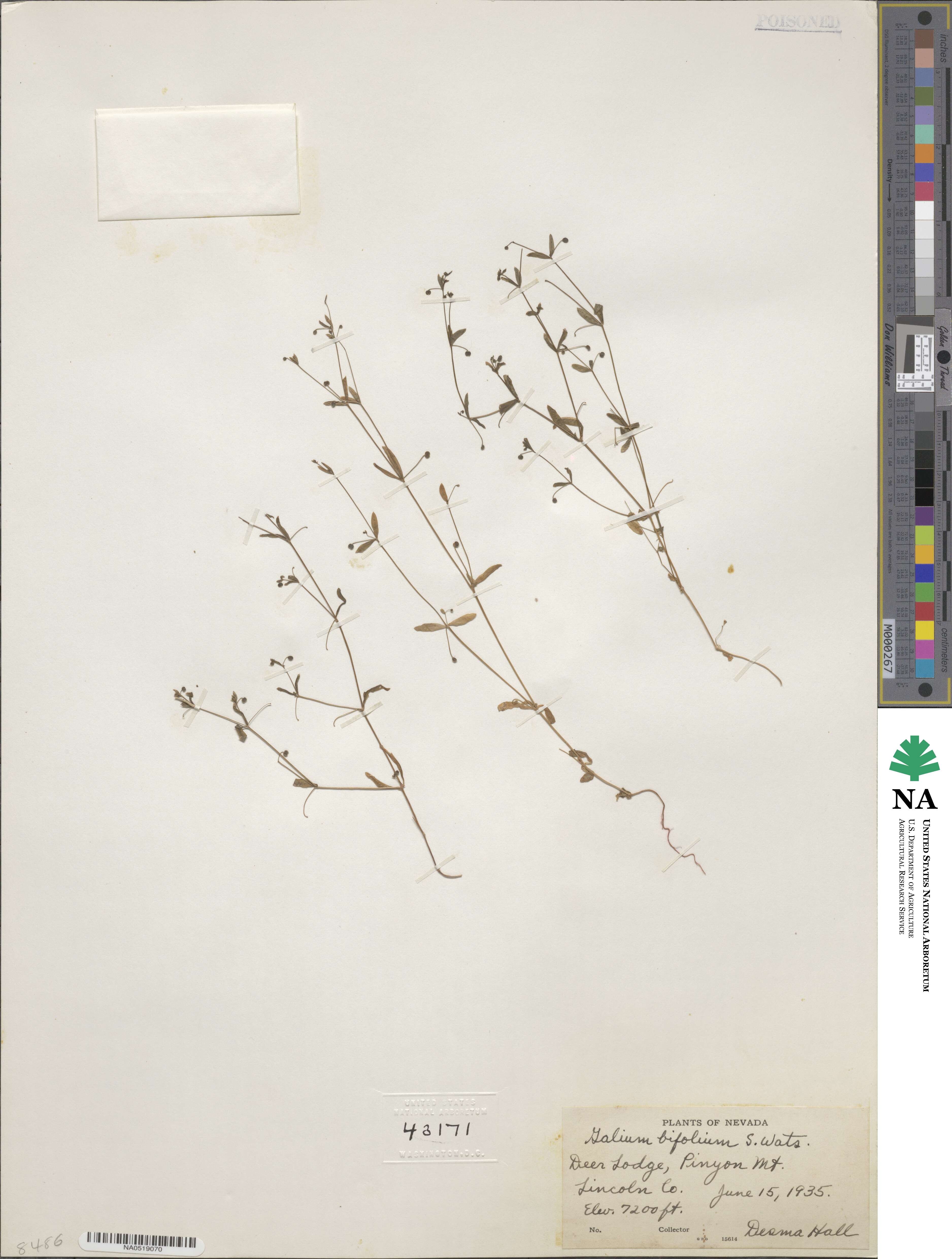Galium bifolium image