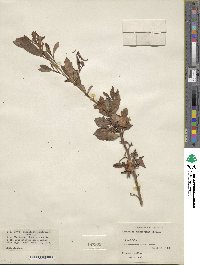 Hibbertia cuneiformis image