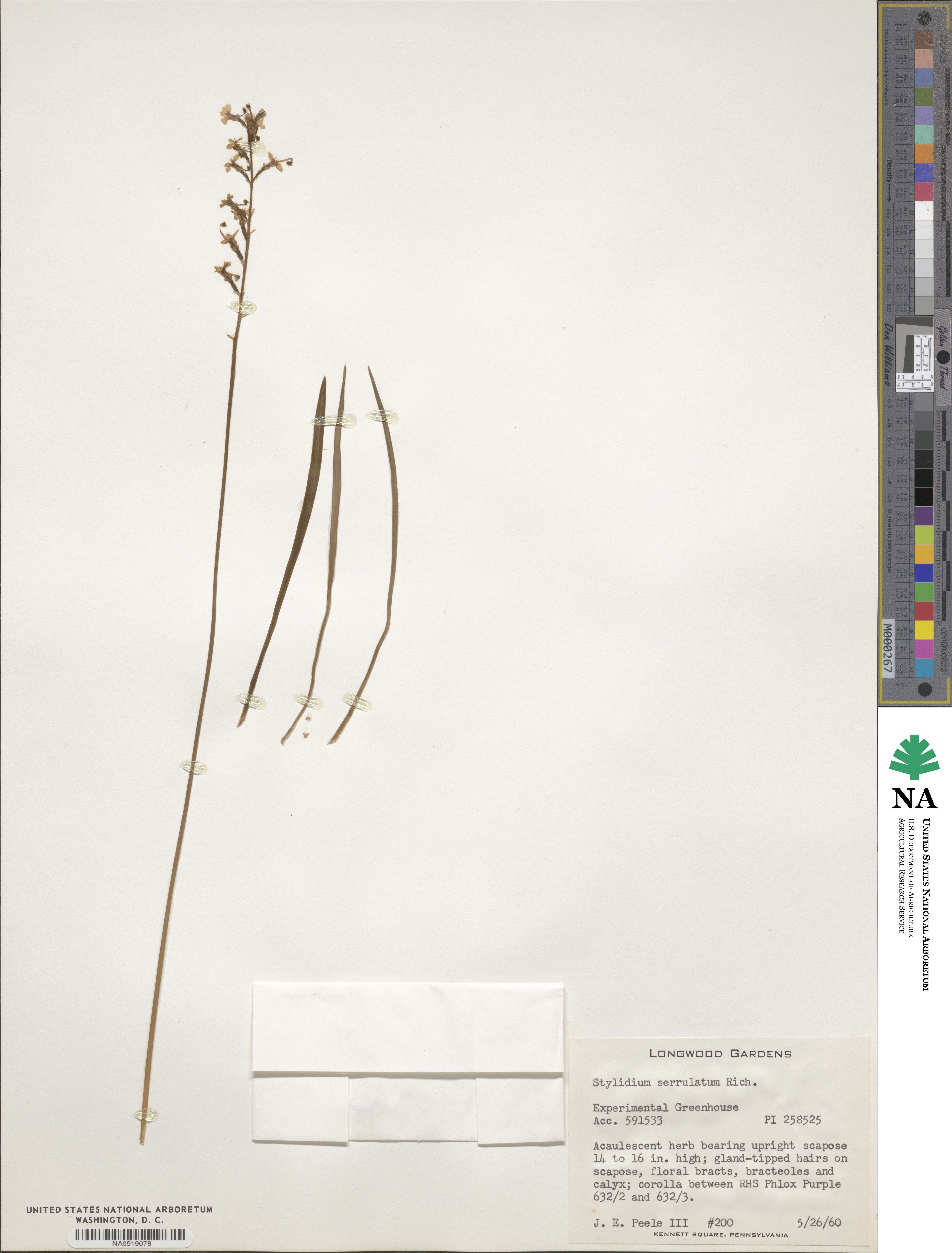 Stylidium graminifolium image