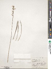 Stylidium graminifolium image