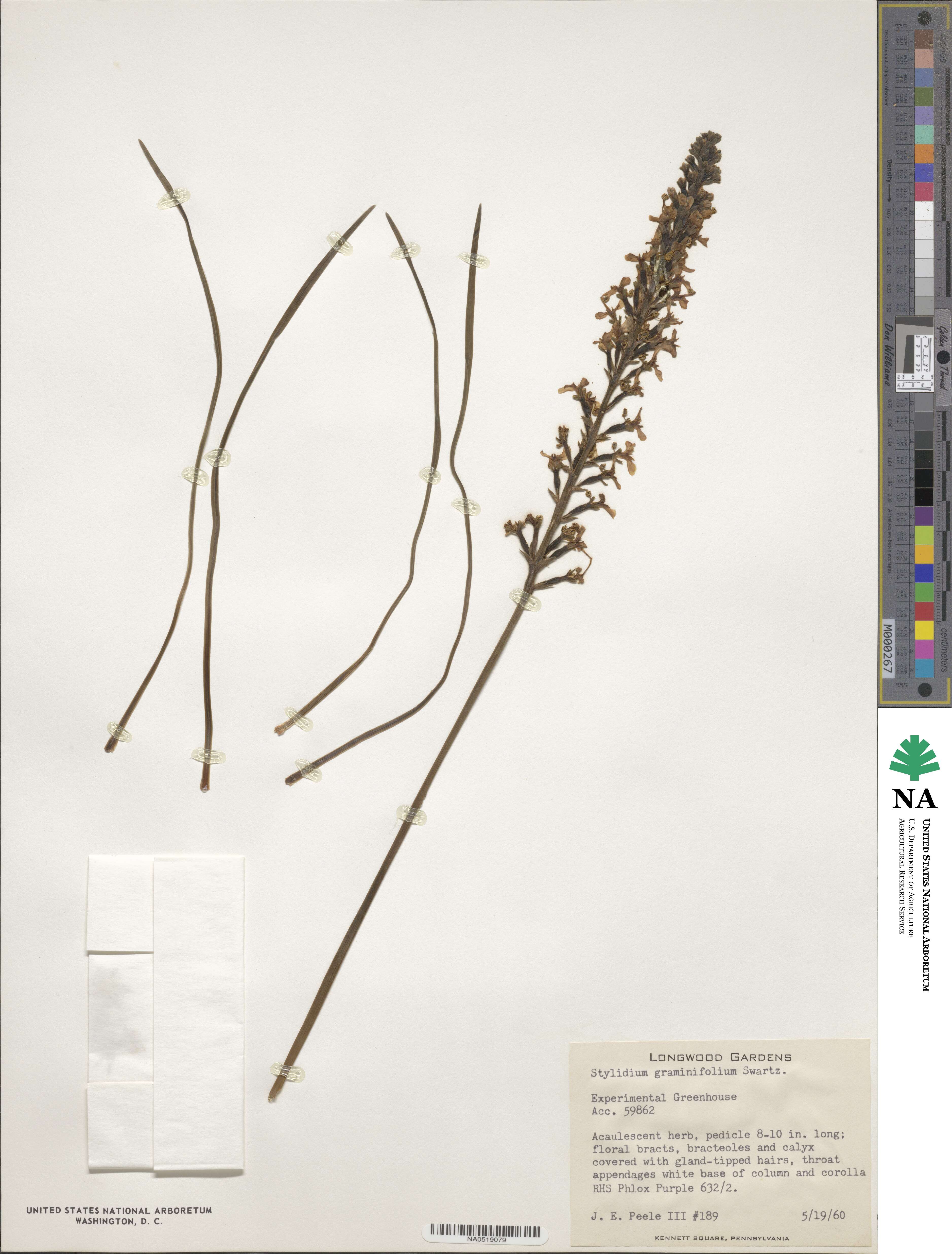 Stylidium graminifolium image