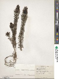 Stylidium adnatum image