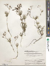 Image of Stylidium nonscandens