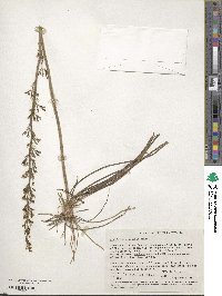 Image of Stylidium elongatum