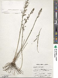 Stylidium elongatum image