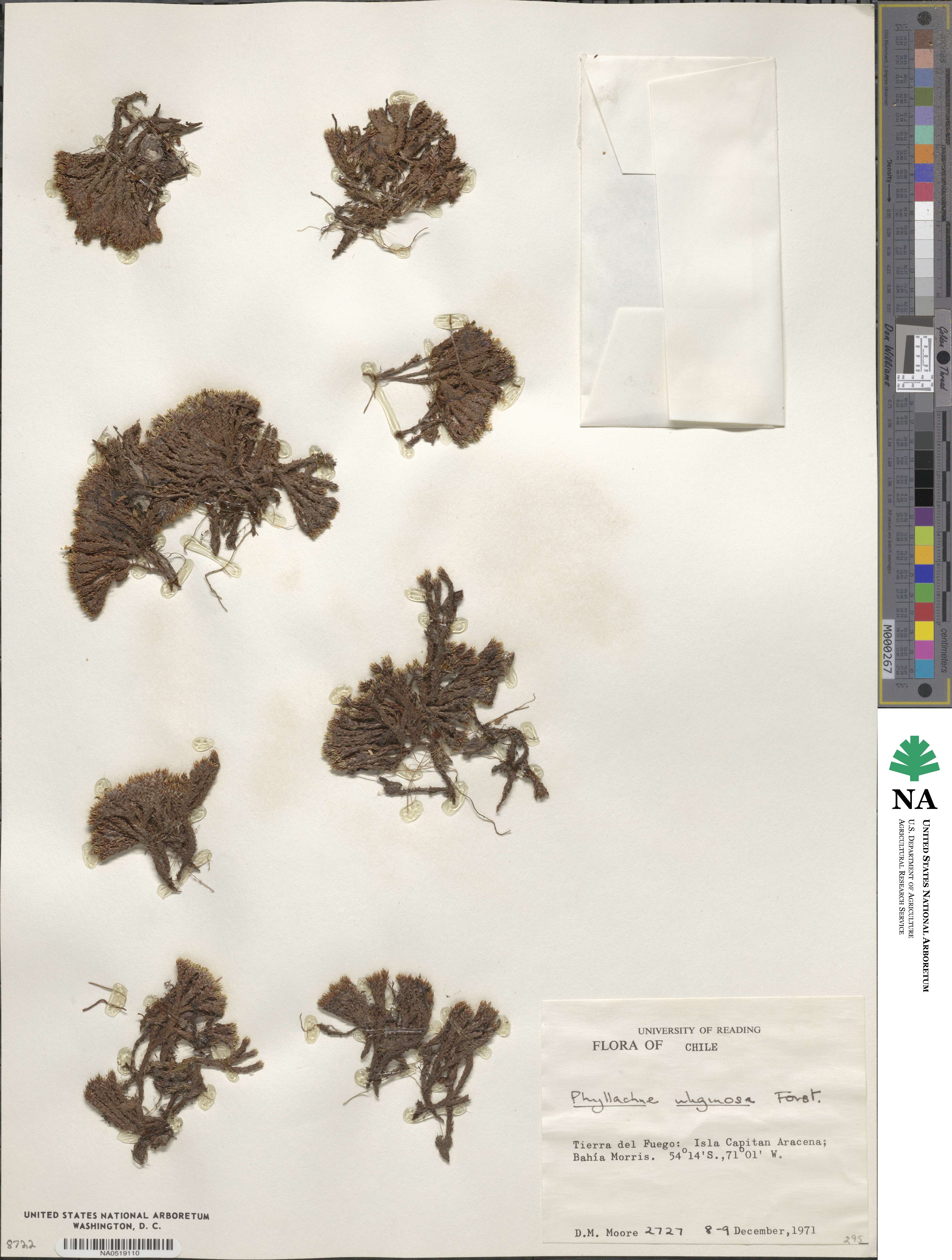 Phyllachne uliginosa image