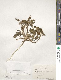 Calycera herbacea var. sinuata image