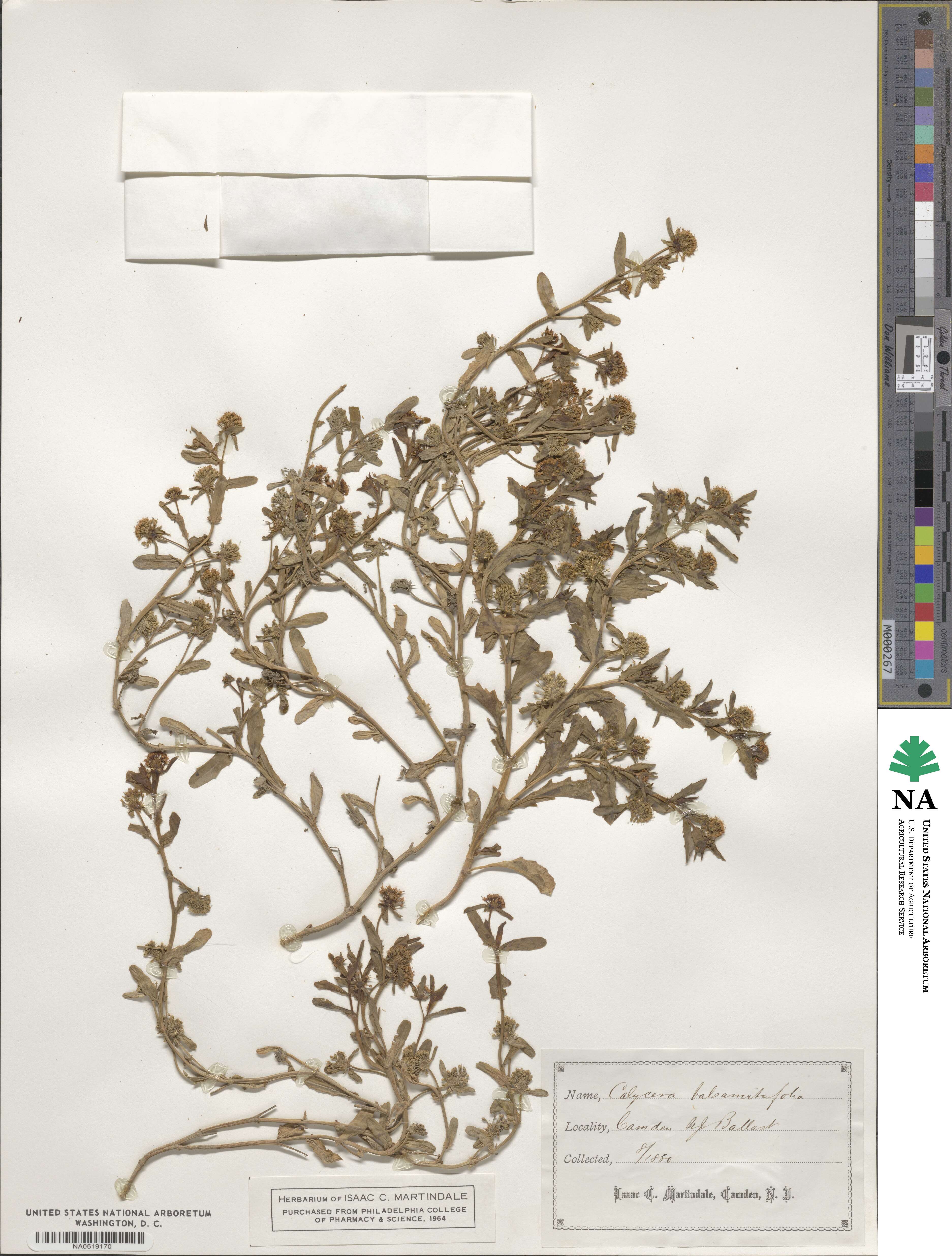 Leucocera sympaganthera image