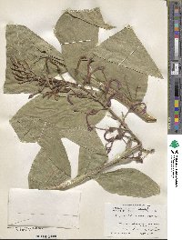 Lobelia tupa image