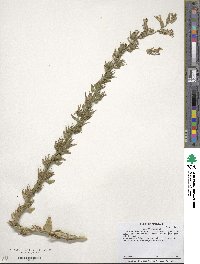 Lobelia siphilitica image