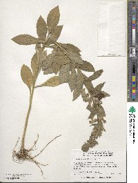 Lobelia siphilitica image