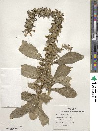 Lobelia siphilitica image