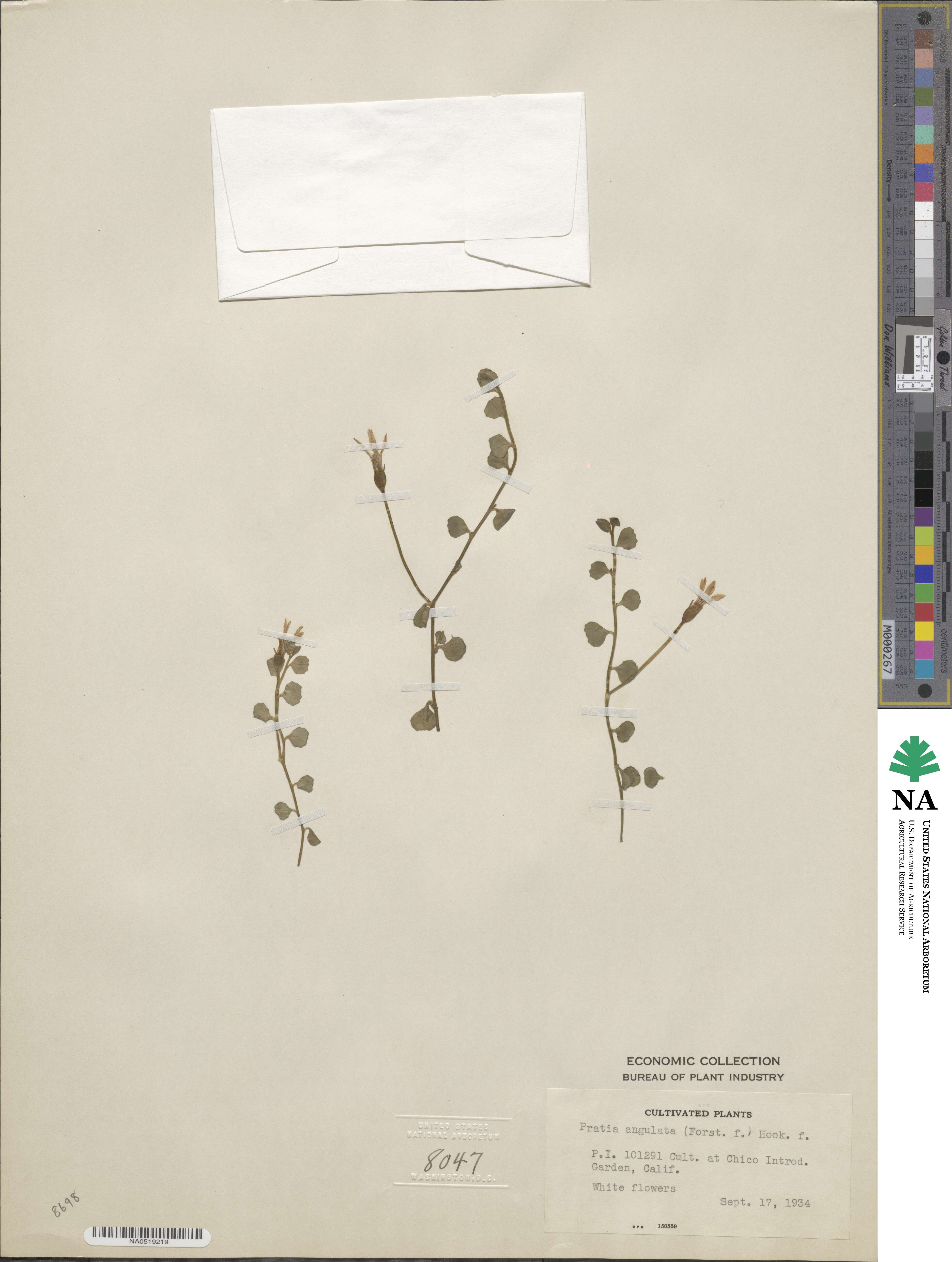 Lobelia angulata image