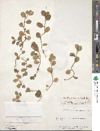 Lobelia angulata image