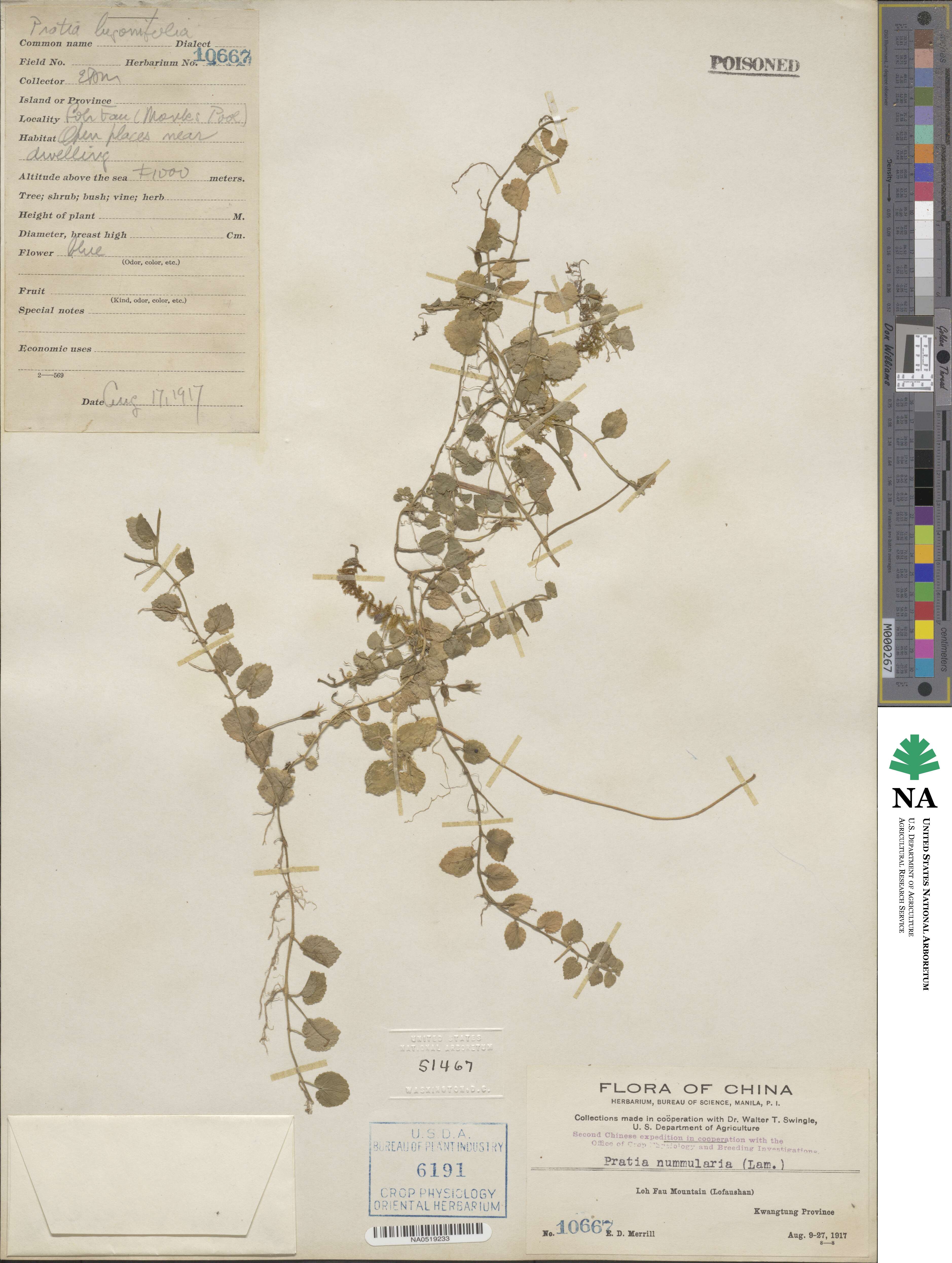 Lobelia nummularia image