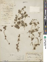 Lobelia nummularia image